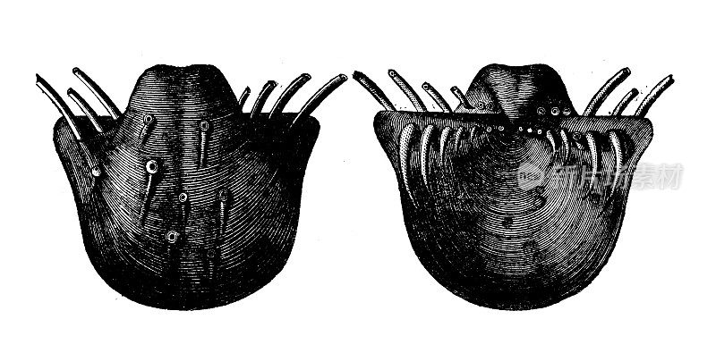 仿古动物插画:Productus horridus;Horridonia澳洲